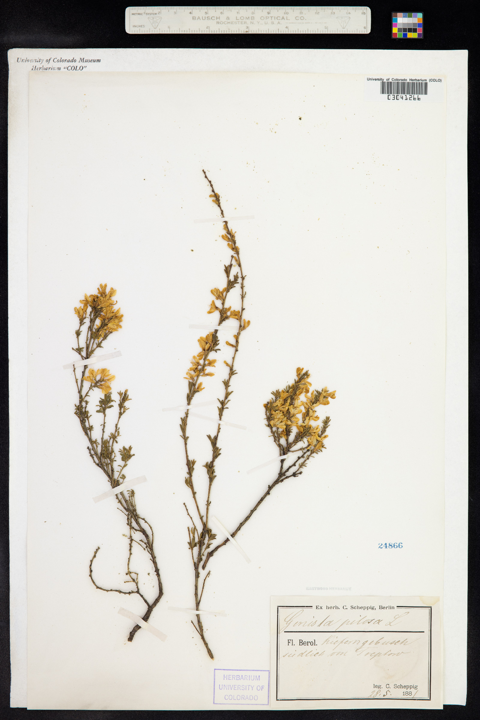 Genista pilosa image