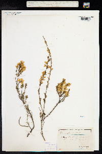 Genista pilosa image