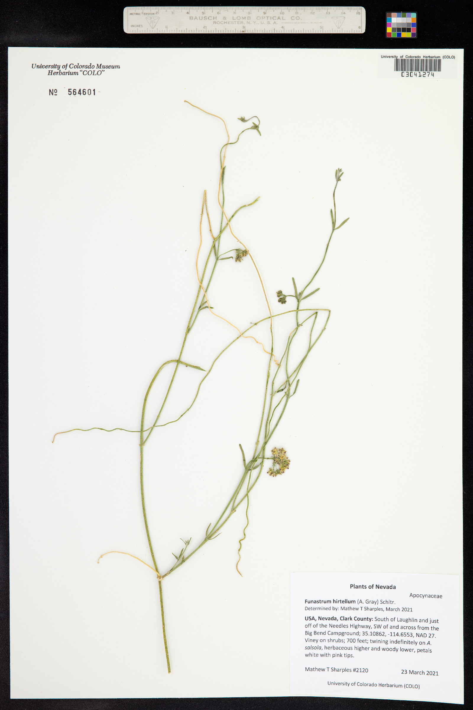 Funastrum hirtellum image