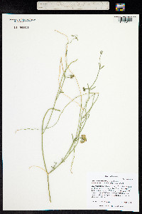 Funastrum hirtellum image