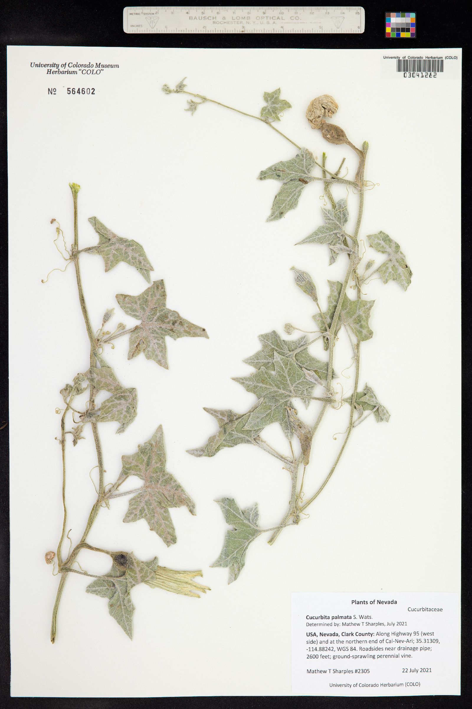 Cucurbita image