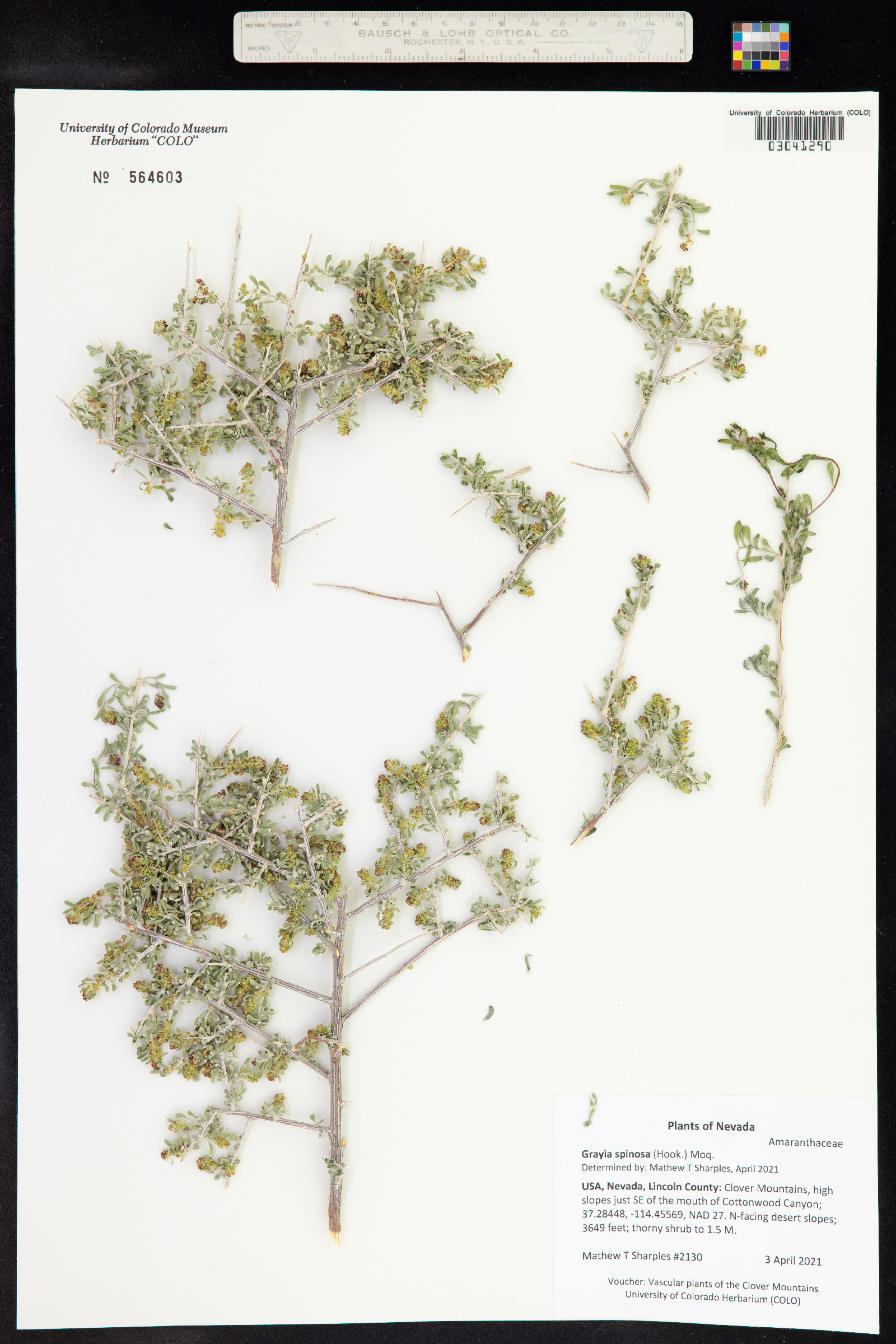 Grayia spinosa image