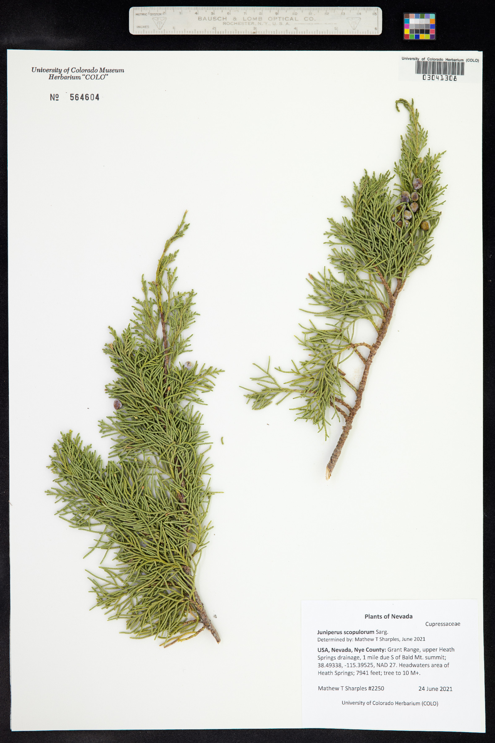 Juniperus scopulorum image