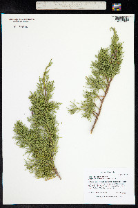 Juniperus scopulorum image