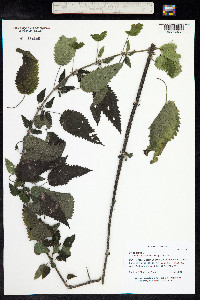 Urtica dioica image