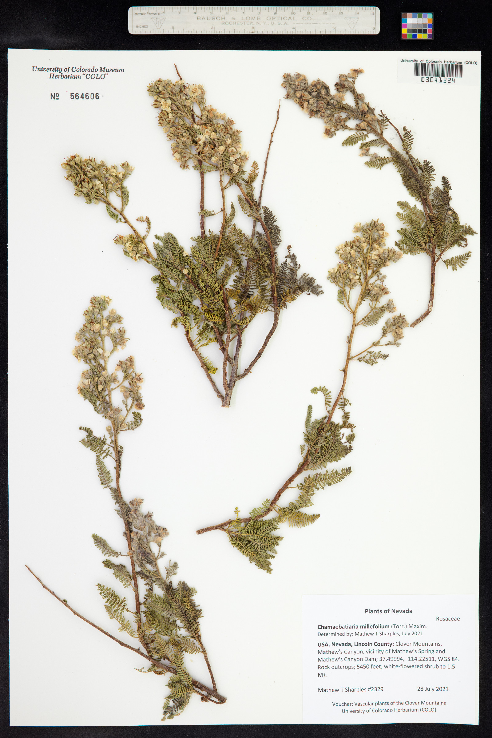 Chamaebatiaria image