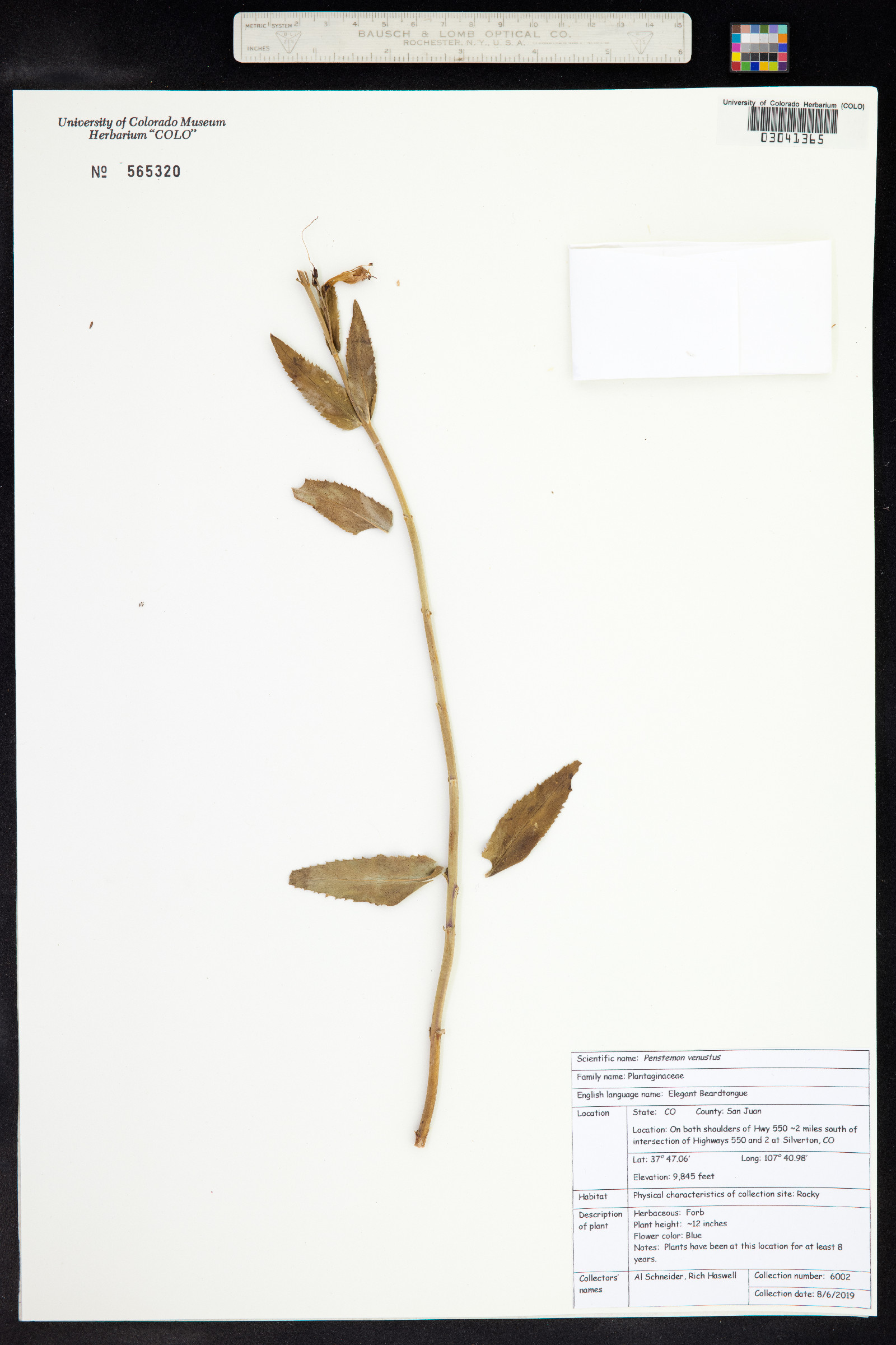 Penstemon venustus image