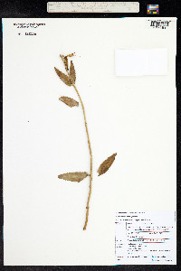 Penstemon venustus image