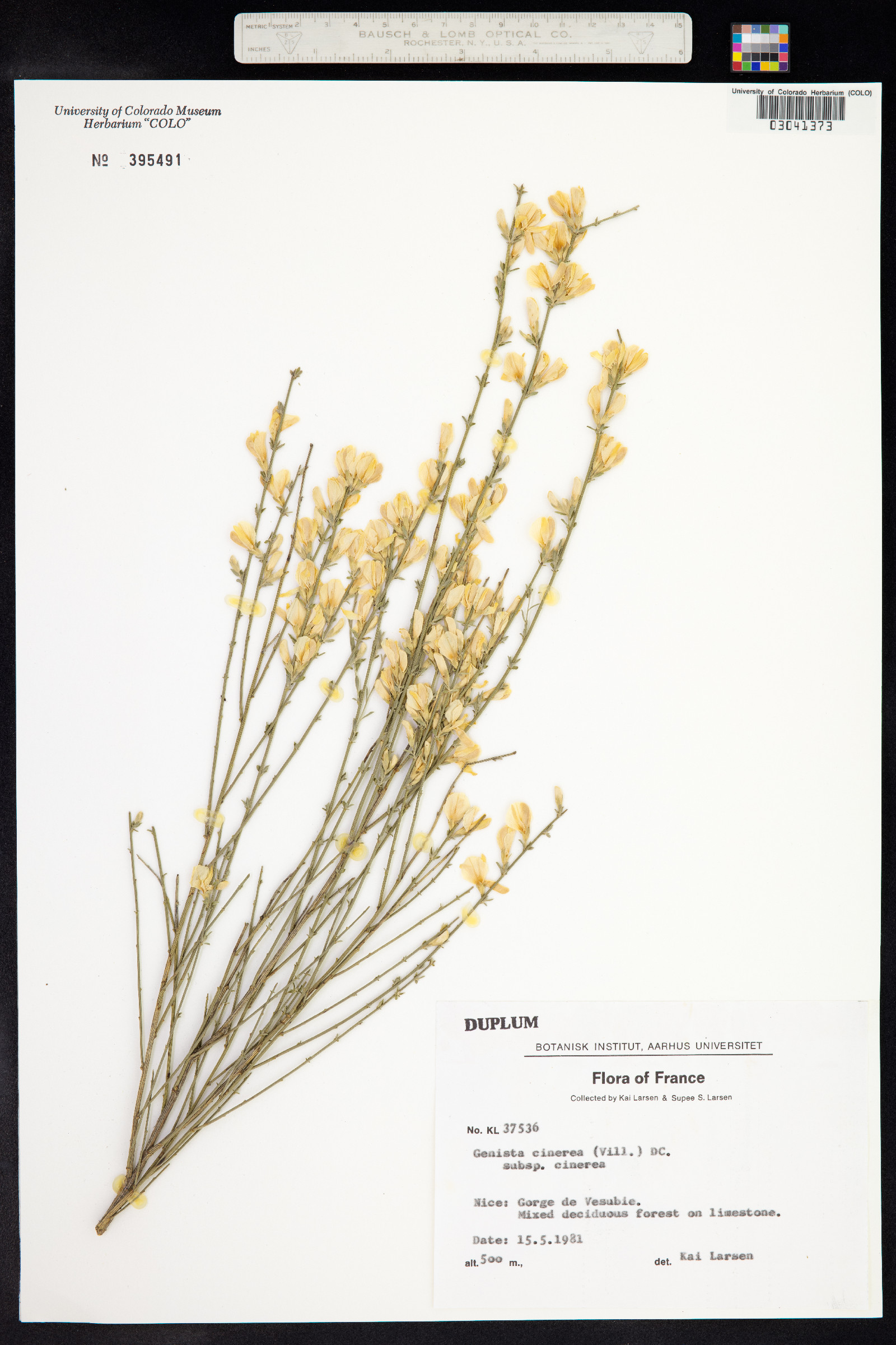 Genista cinerea image