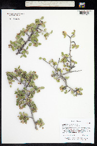 Amelanchier utahensis image