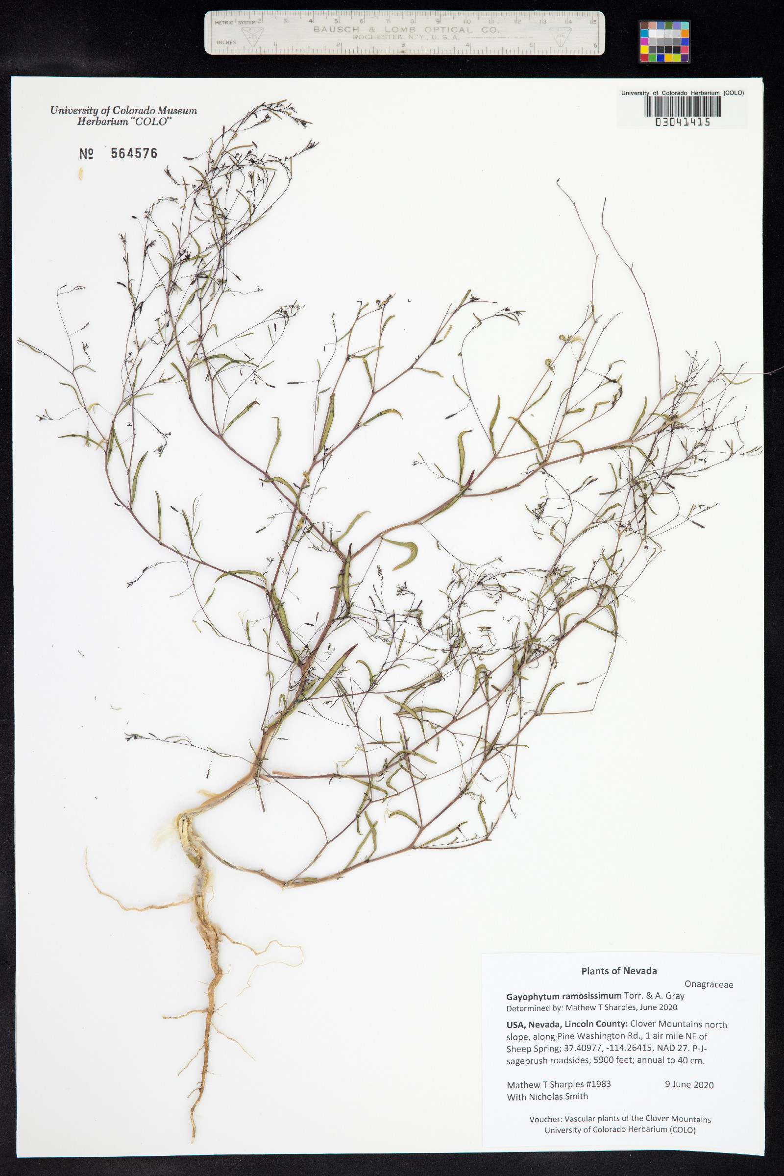 Gayophytum ramosissimum image