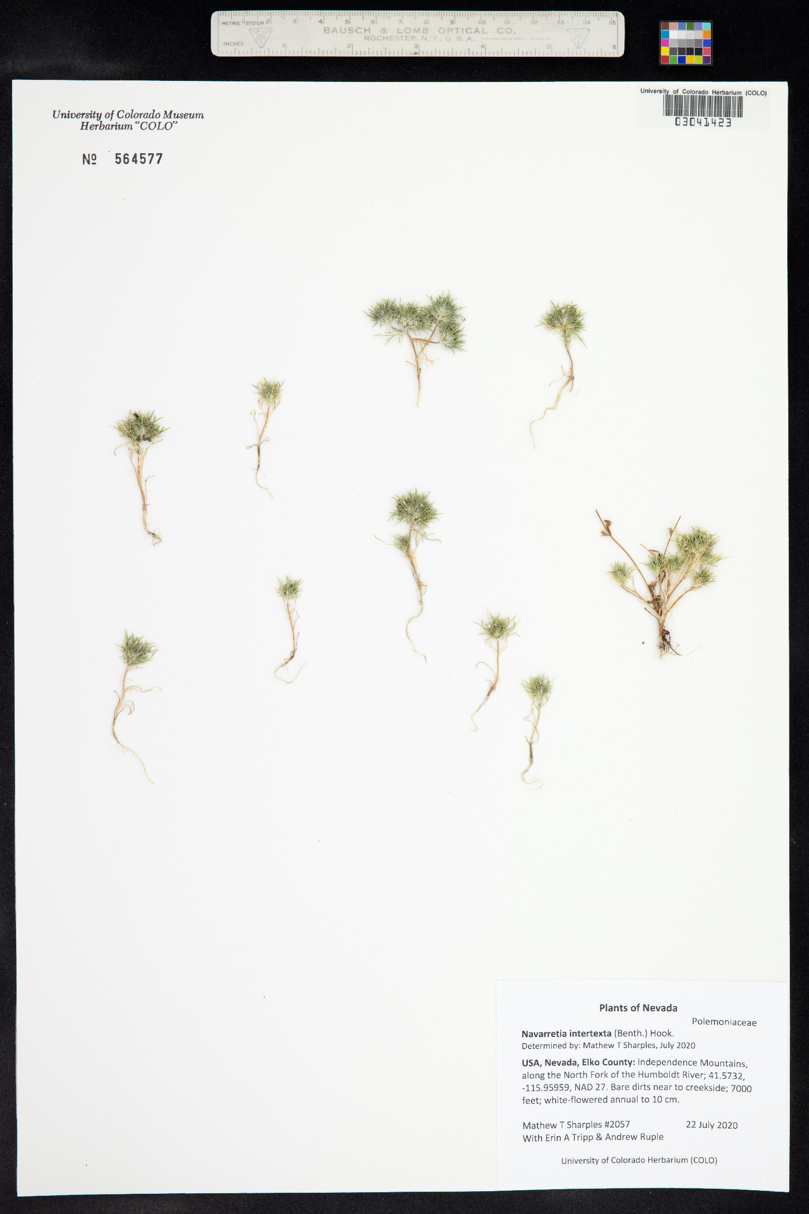 Navarretia intertexta image
