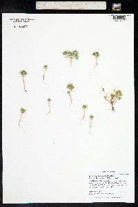 Navarretia intertexta image