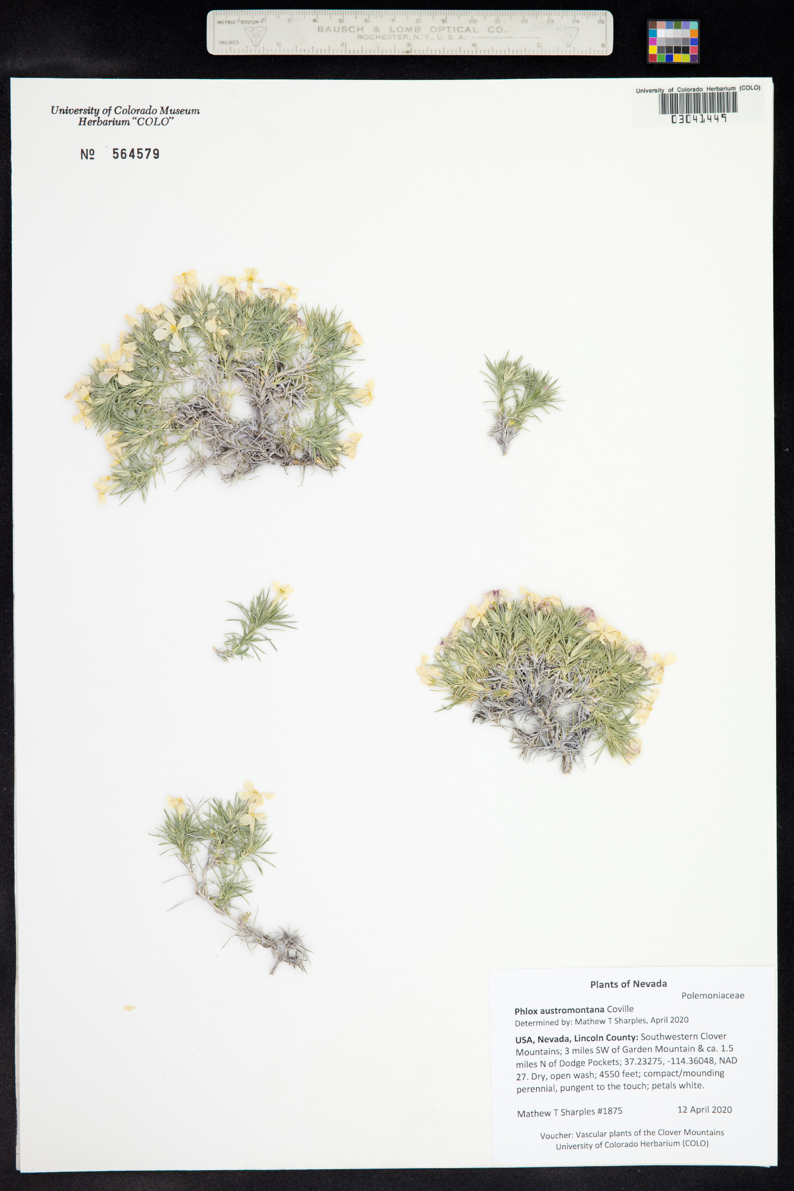 Phlox austromontana image