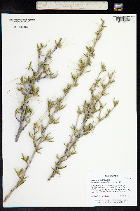 Cercocarpus ledifolius image