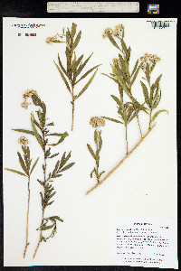 Baccharis salicifolia image