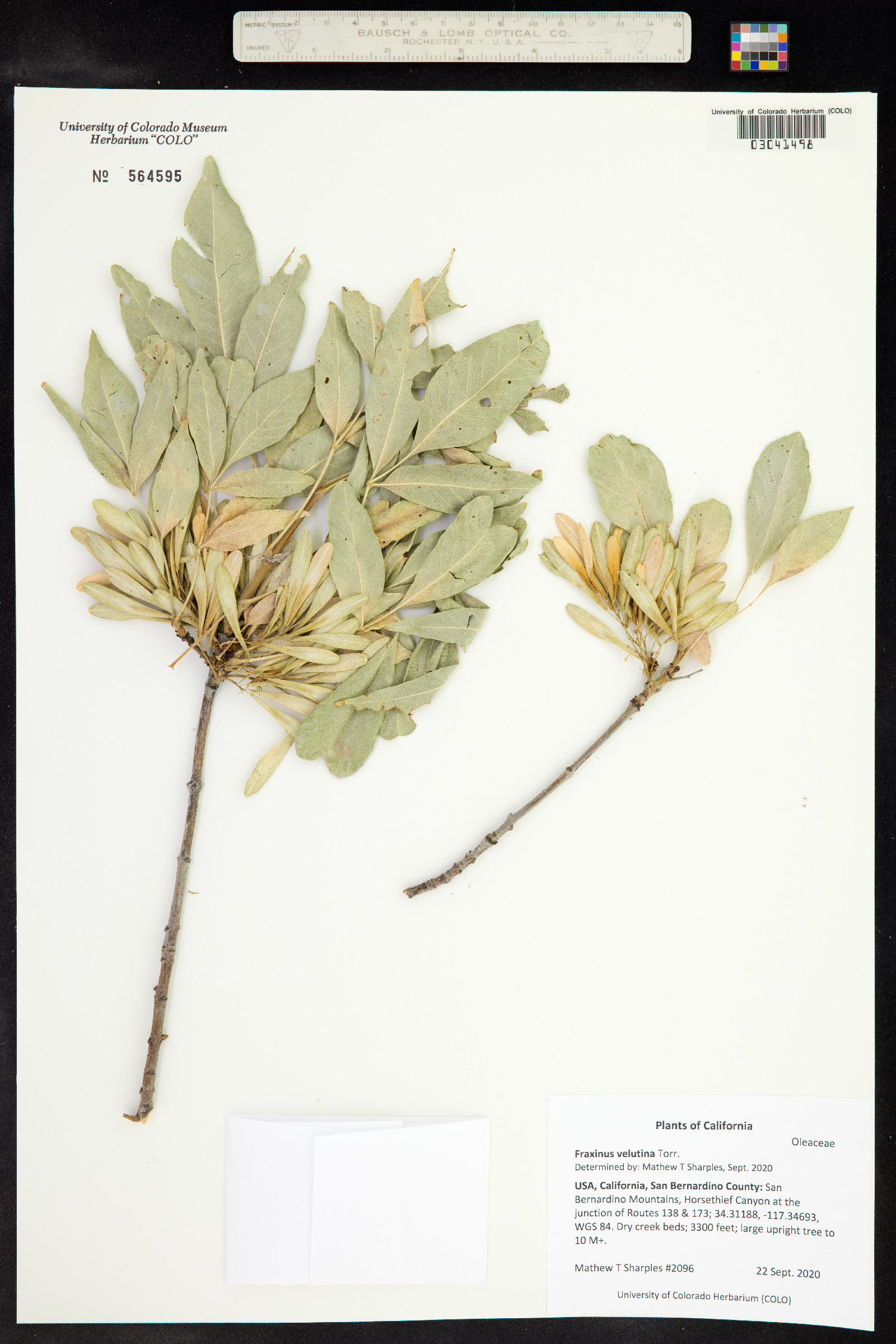Fraxinus image