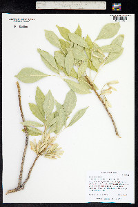 Fraxinus velutina image