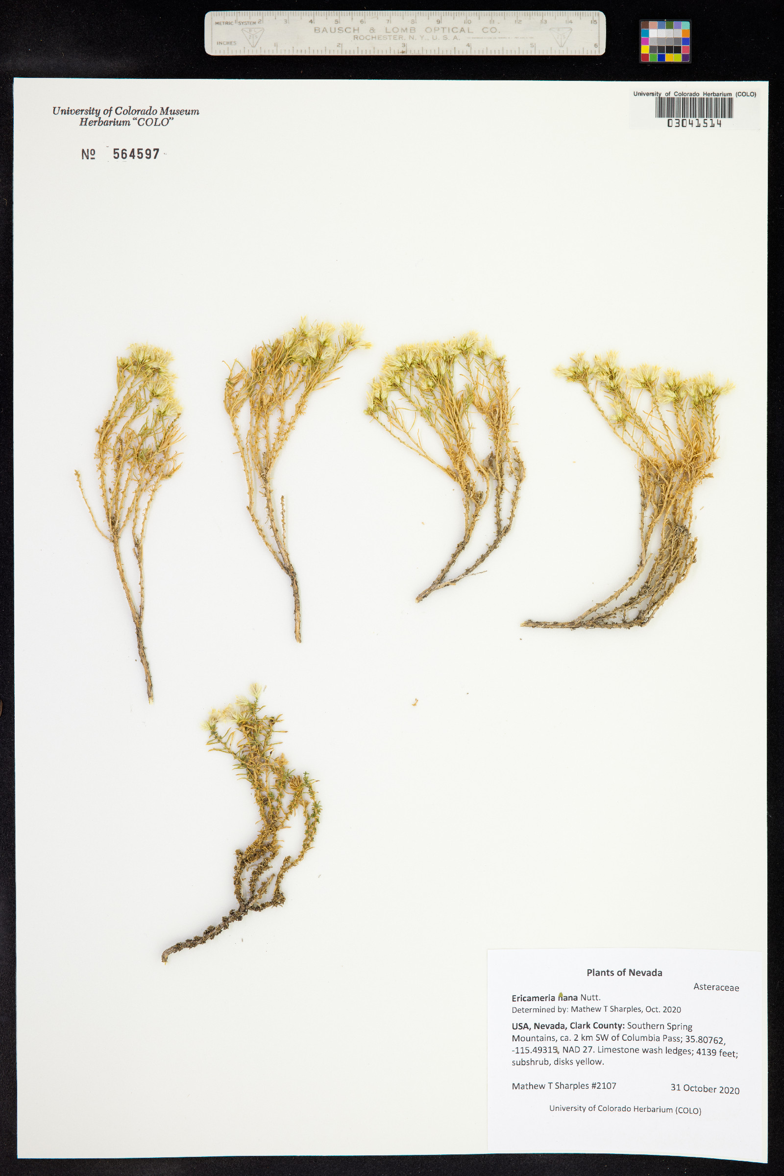 Ericameria nana image