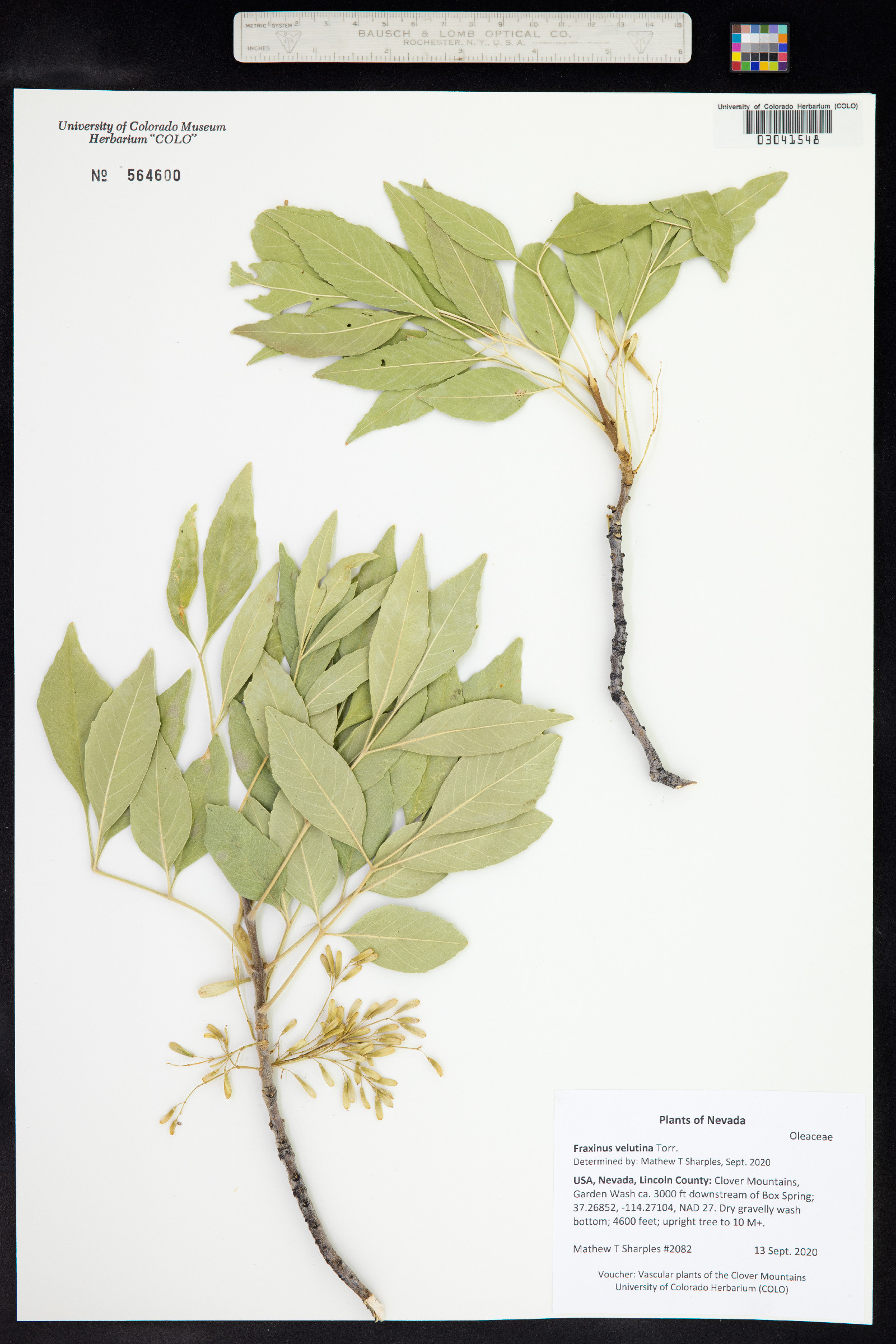 Fraxinus velutina image