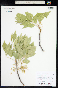 Fraxinus velutina image