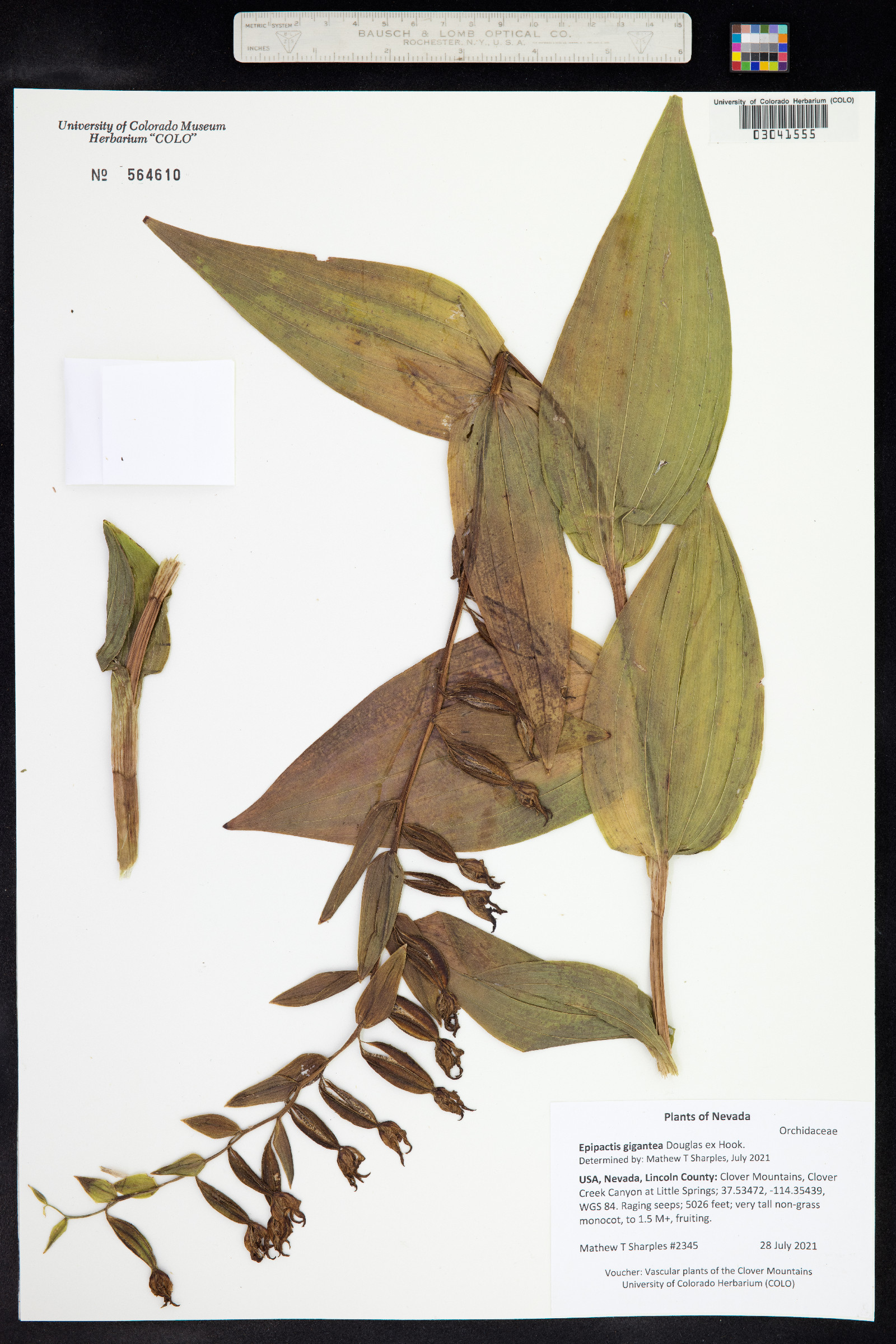 Epipactis image