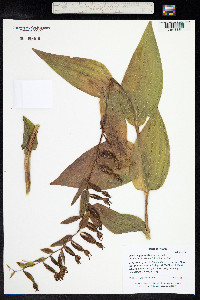 Epipactis gigantea image