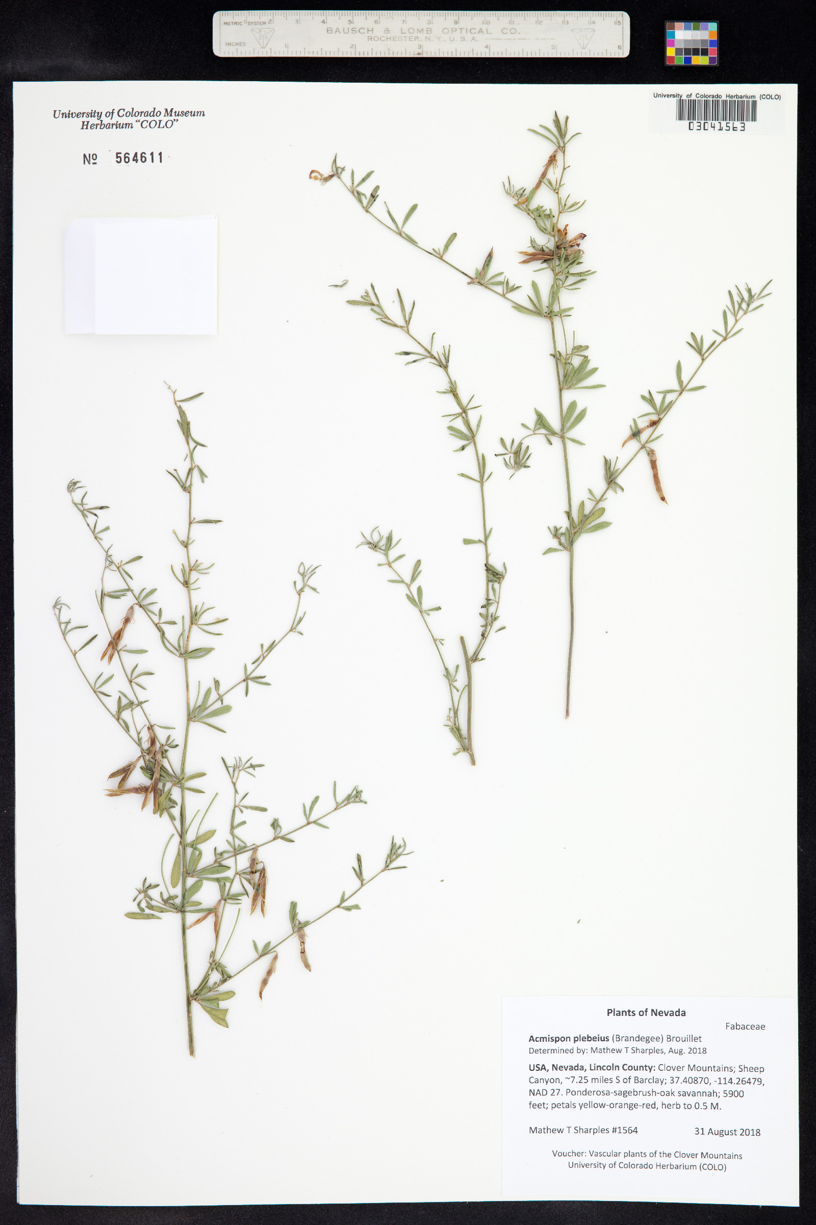 Acmispon oroboides image