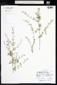 Acmispon oroboides image