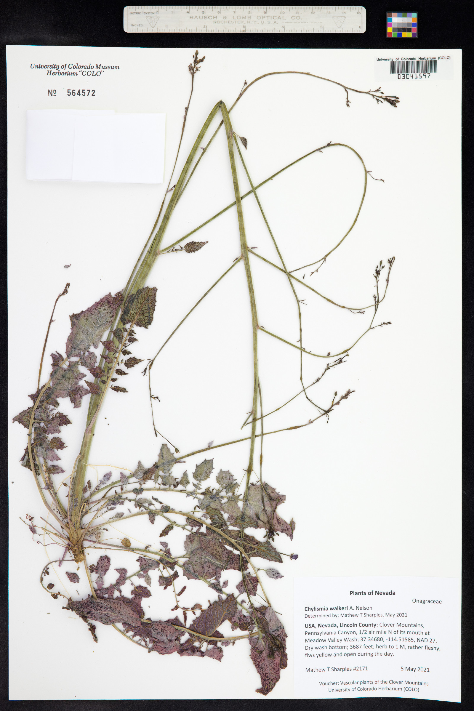 Chylismia walkeri image