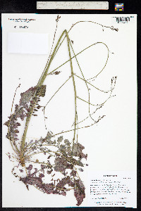 Chylismia walkeri image