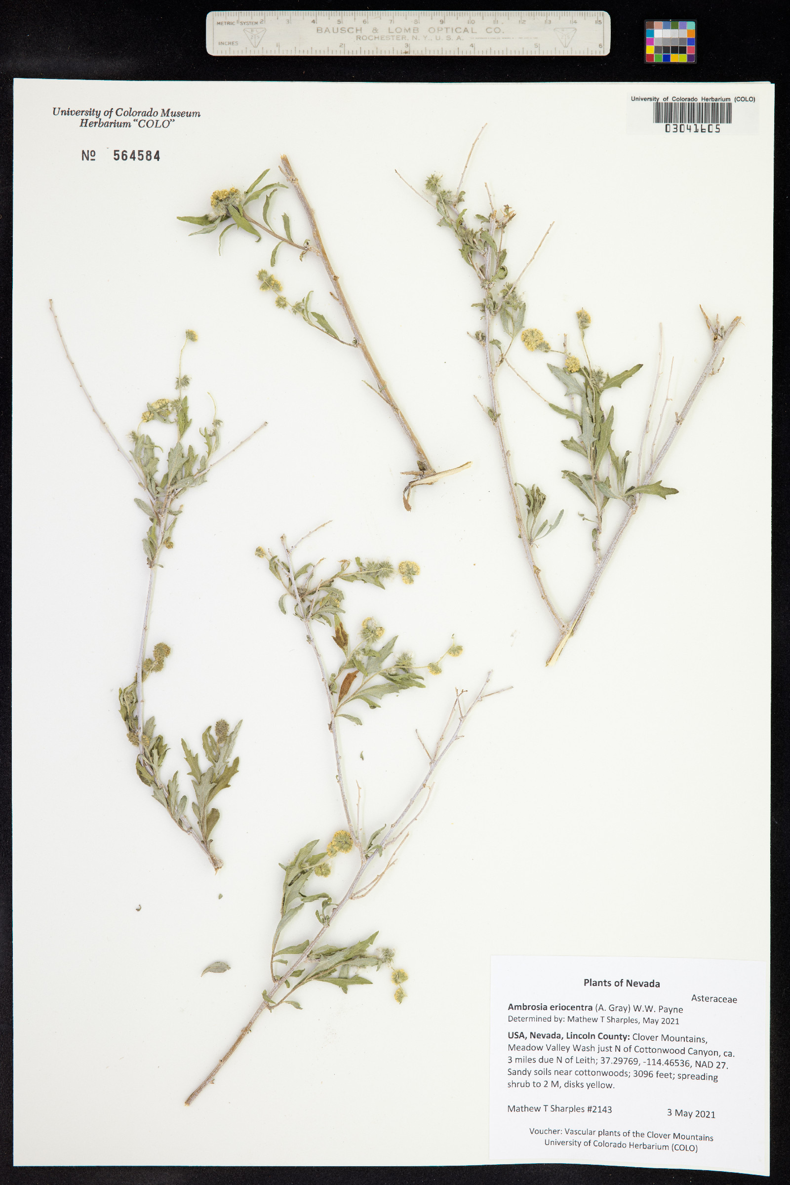 Ambrosia eriocentra image