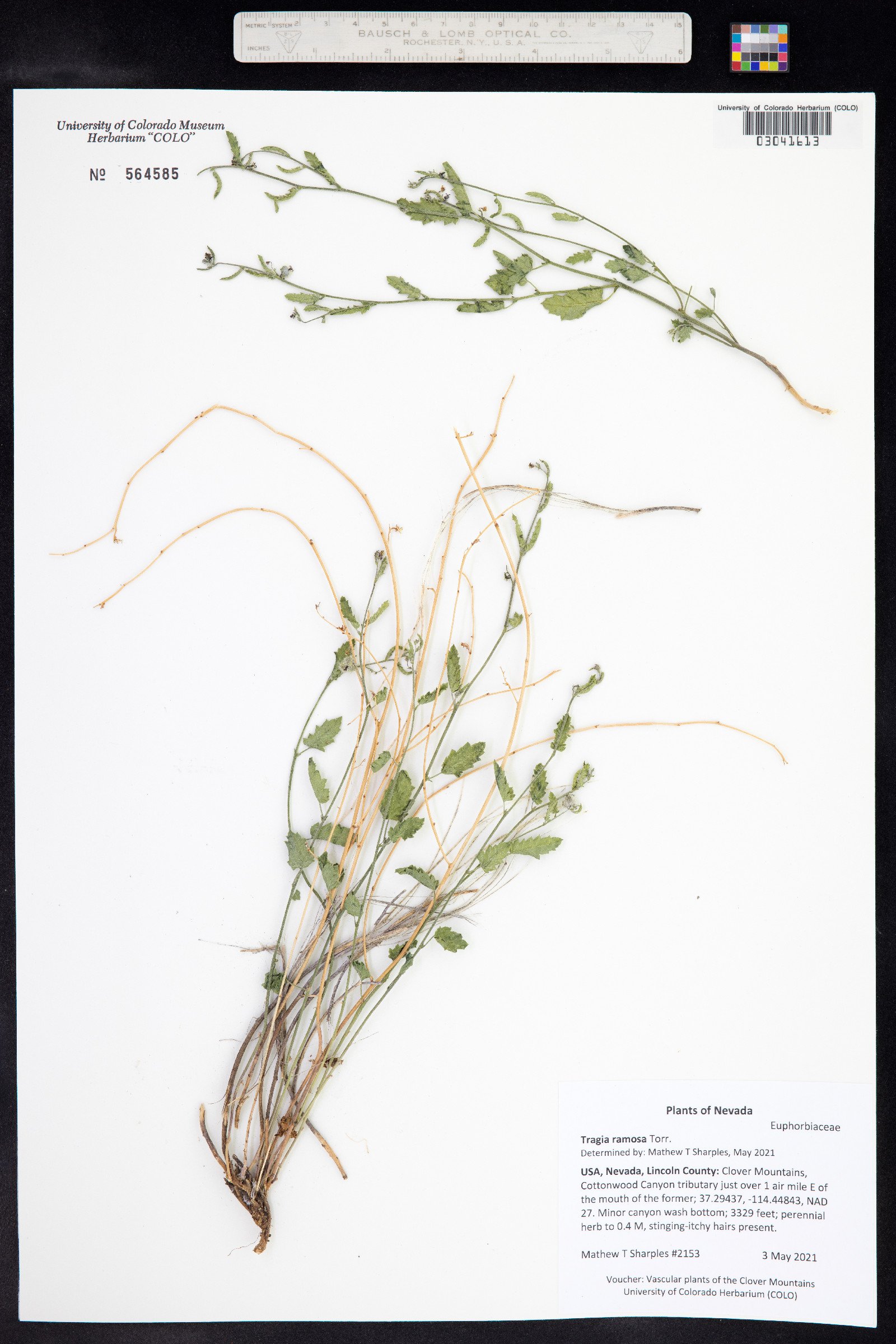 Tragia ramosa image