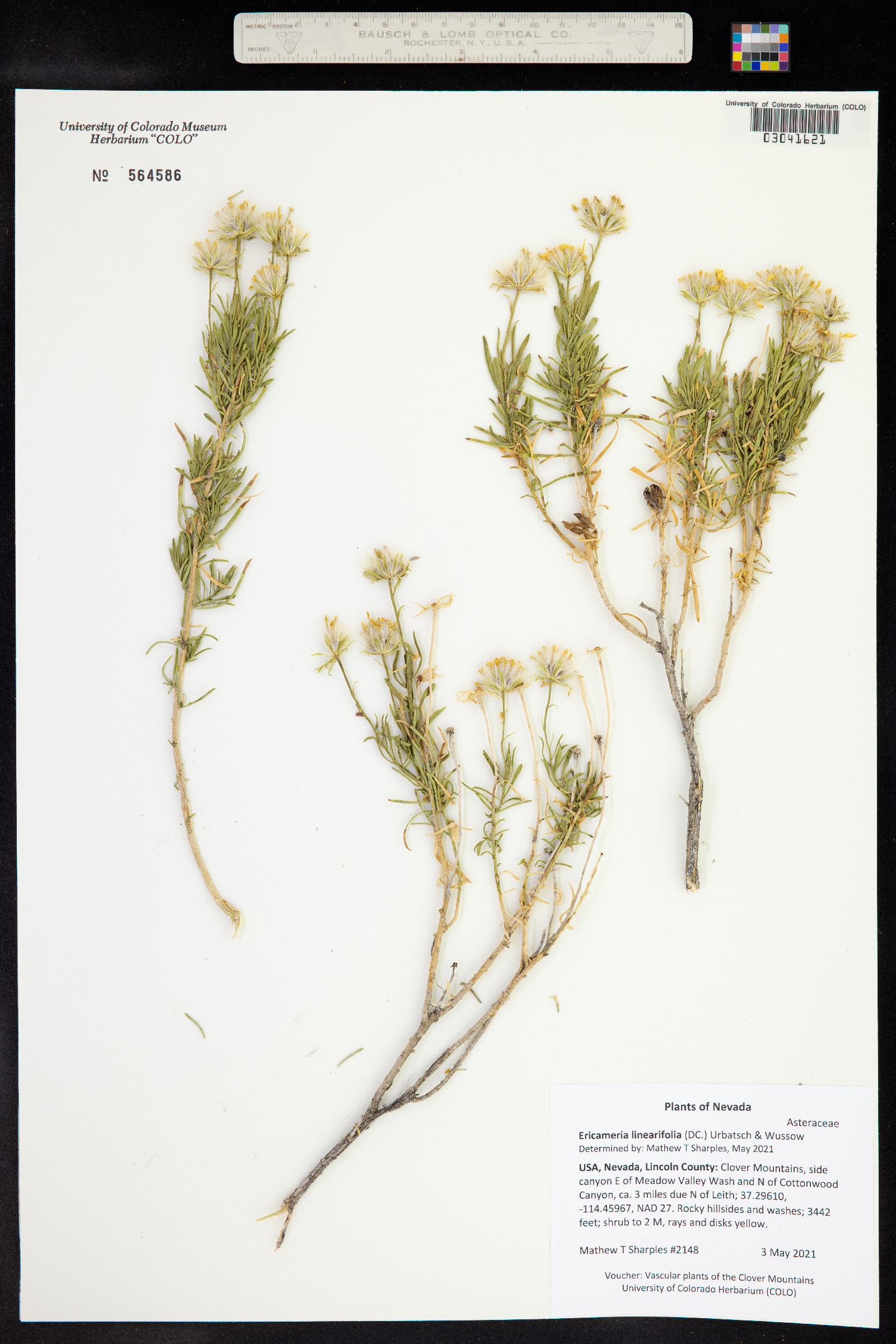 Ericameria linearifolia image