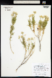 Ericameria linearifolia image