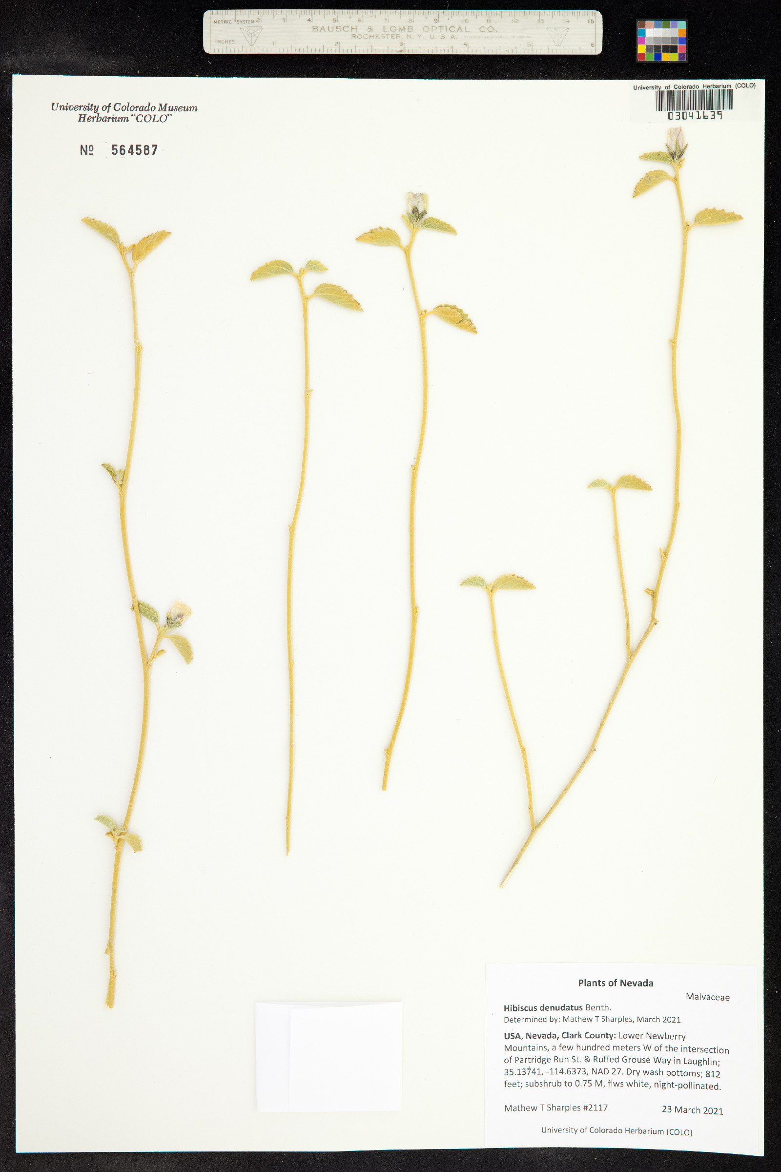 Hibiscus denudatus image