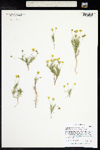 Thymophylla pentachaeta image