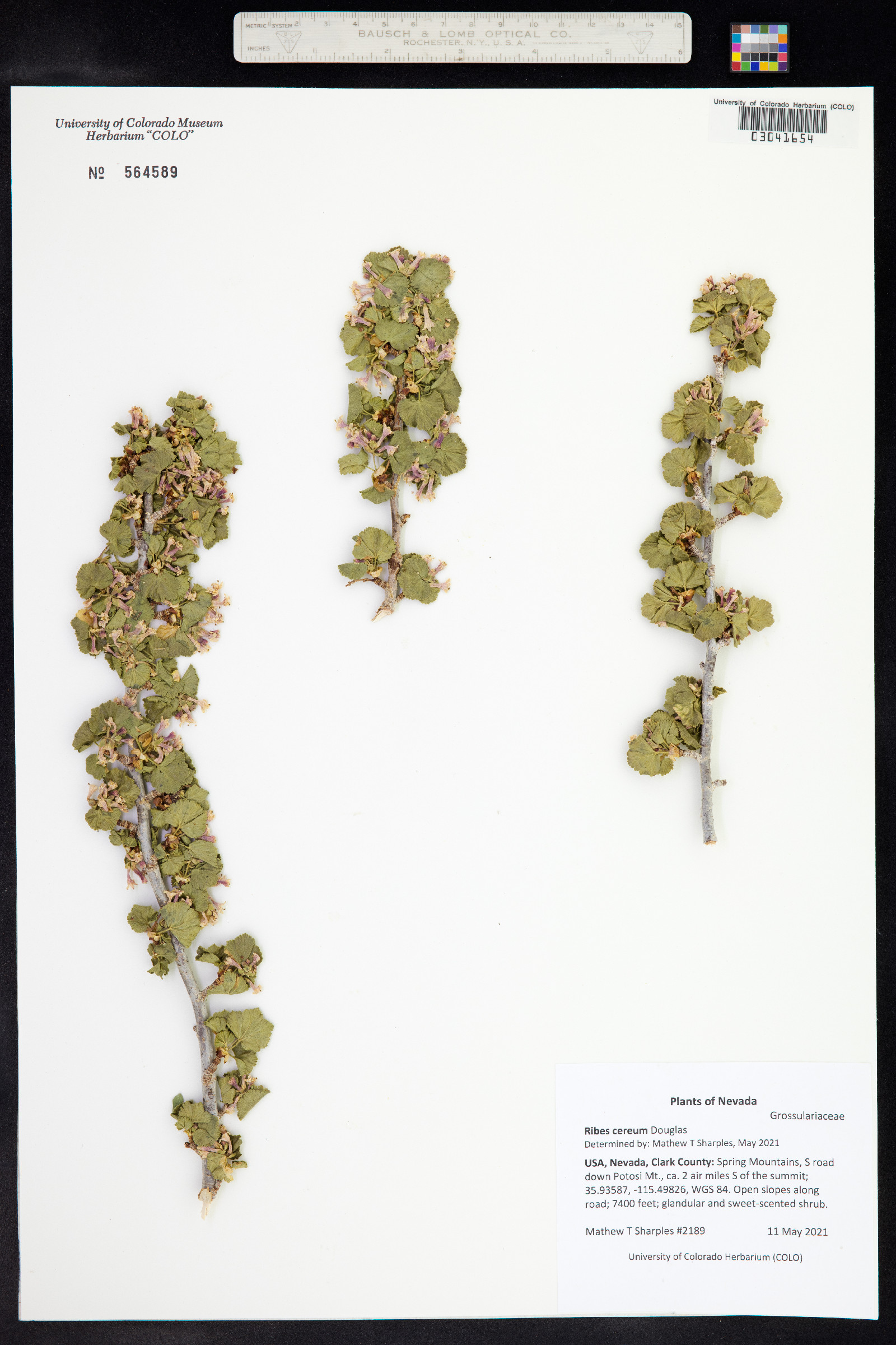 Pediomelum megalanthum image