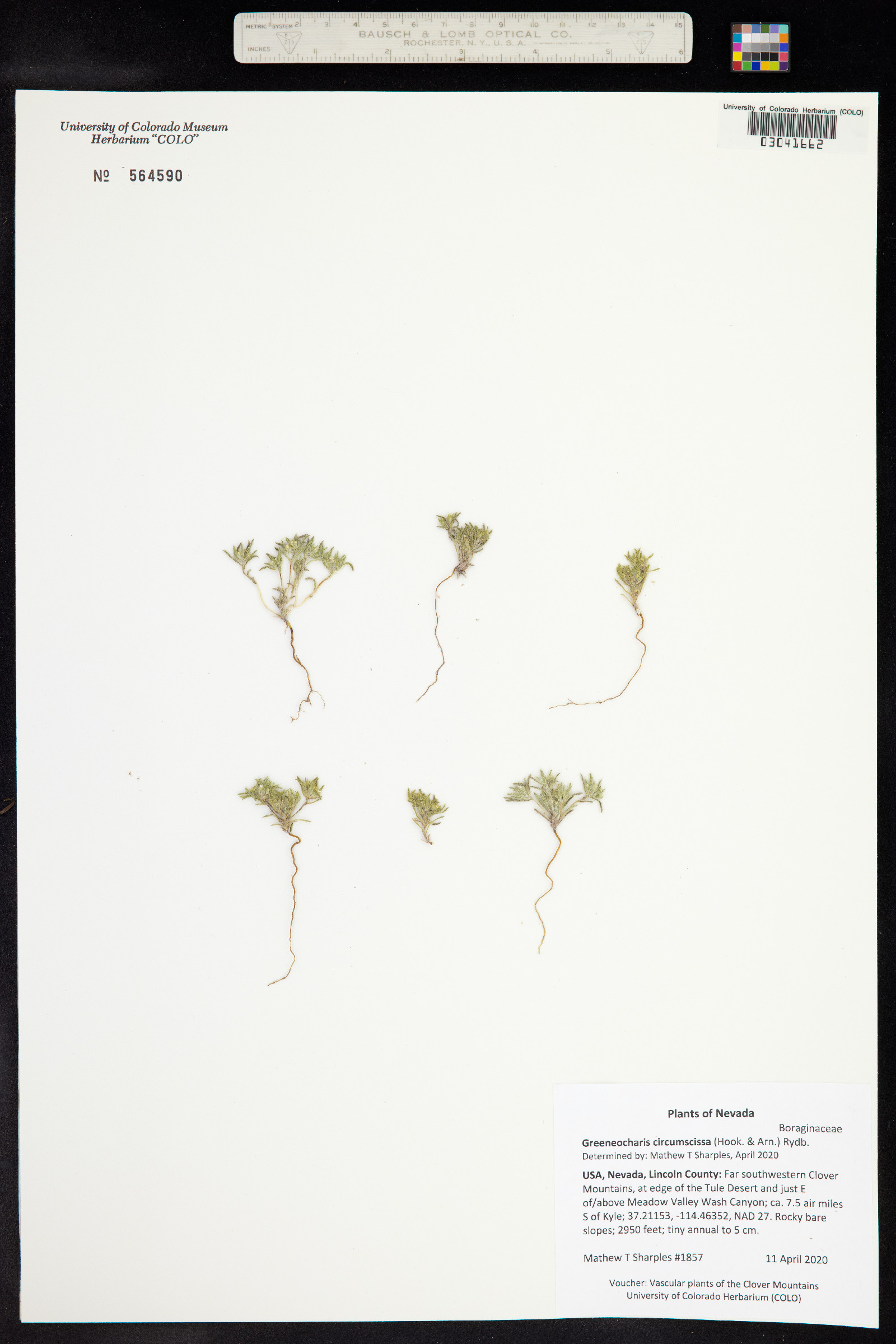 Cryptantha circumscissa var. circumscissa image