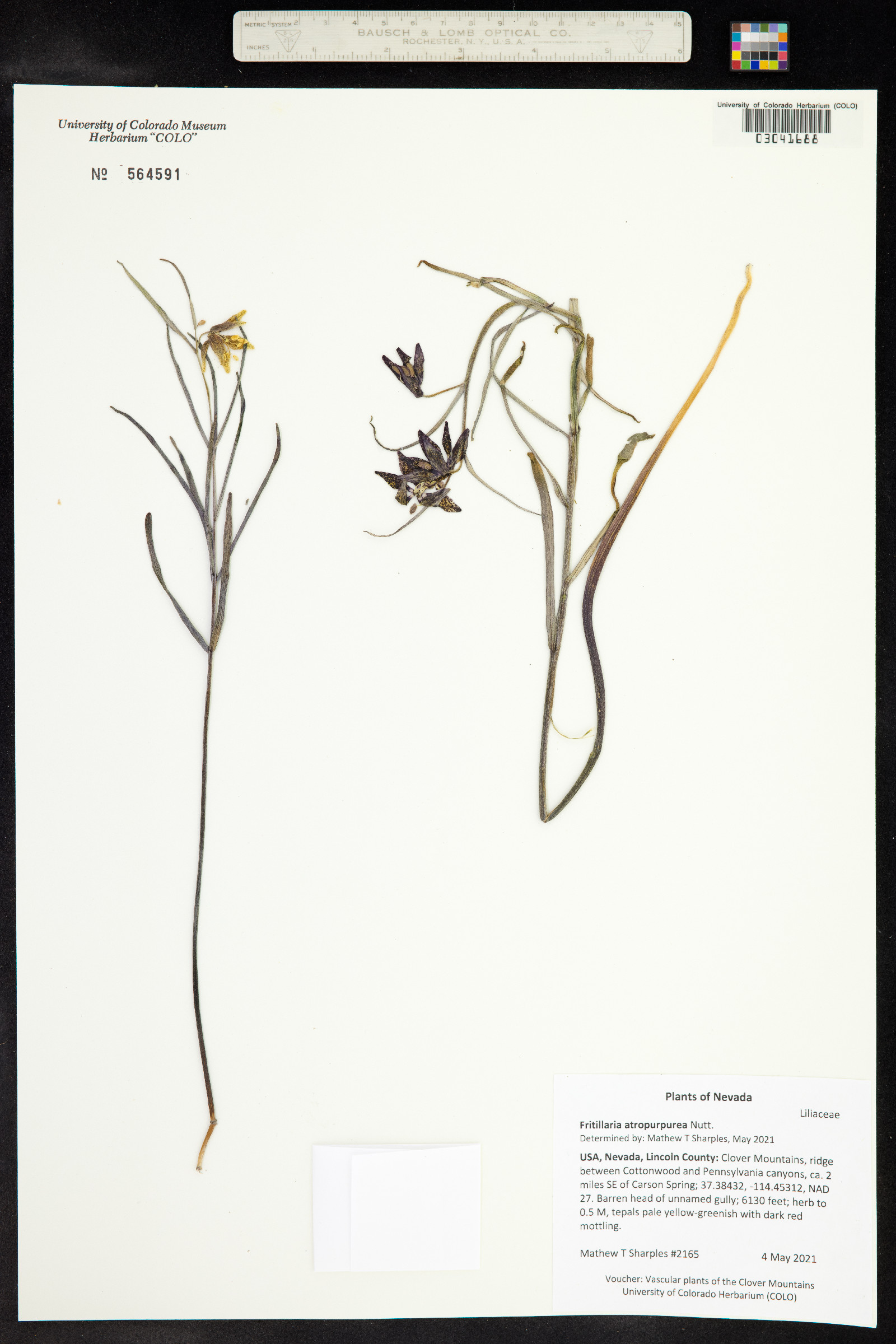 Fritillaria atropurpurea image