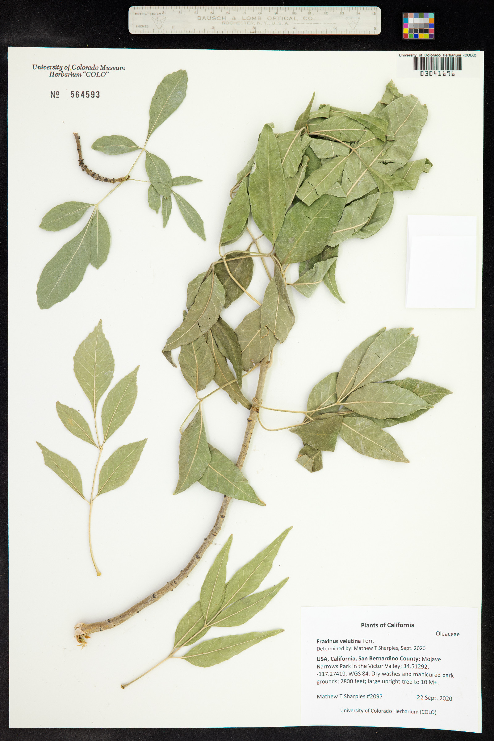 Fraxinus velutina image