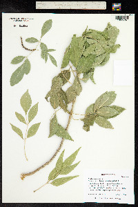 Fraxinus velutina image