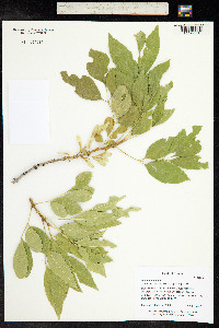 Fraxinus velutina image