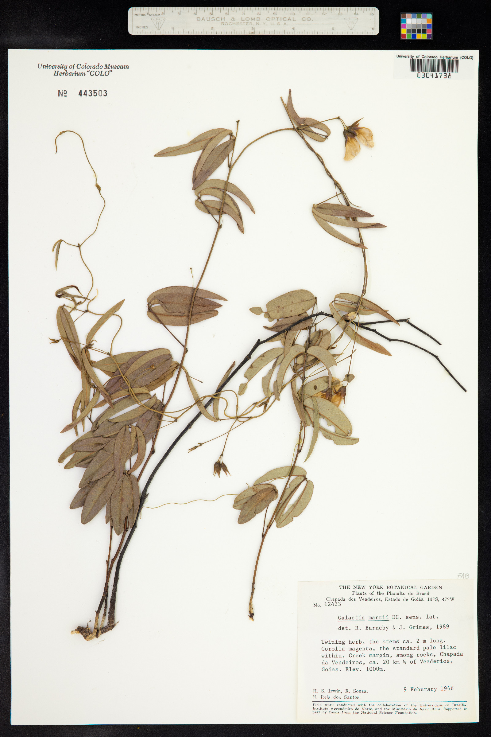 Betencourtia martii image