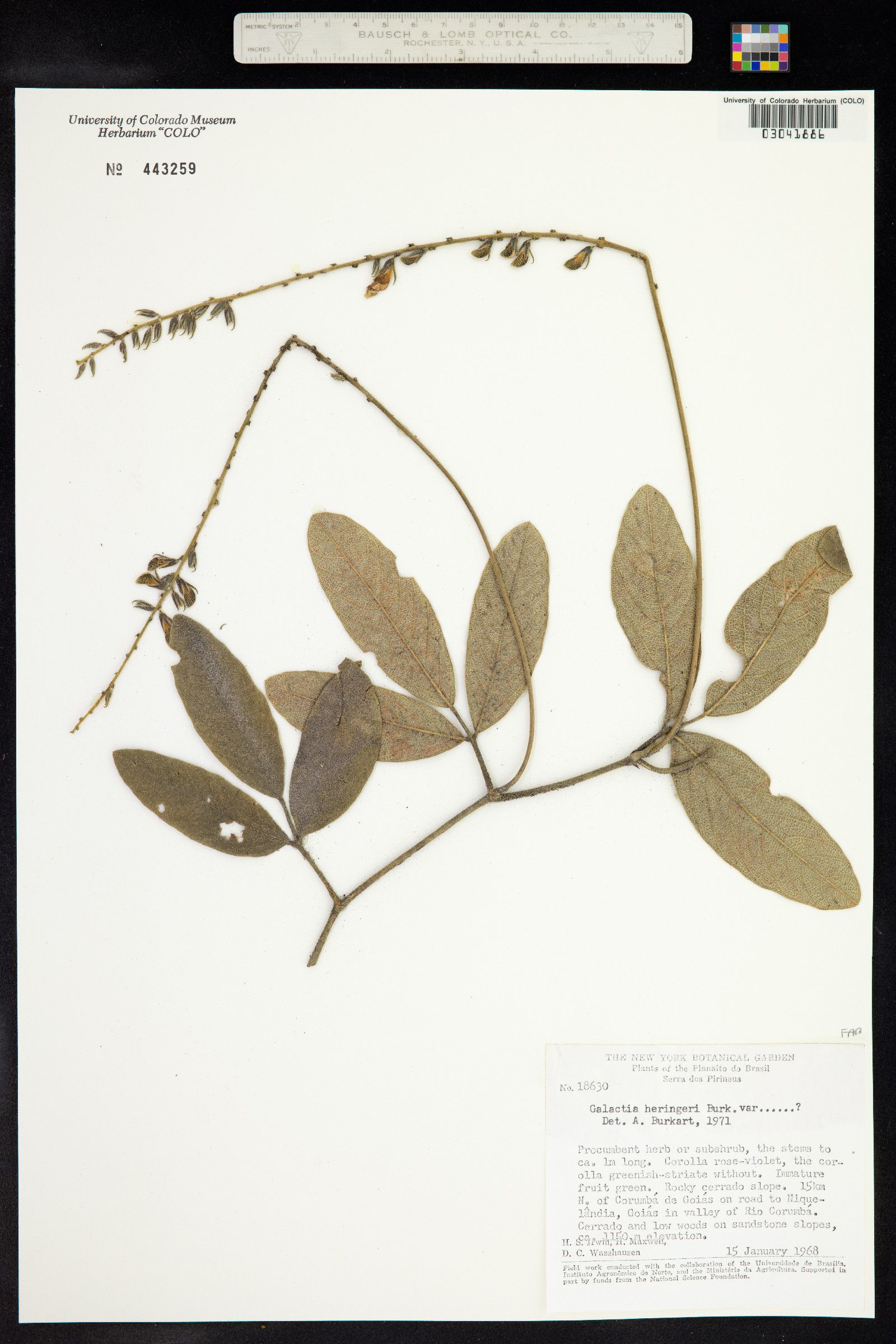 Cerradicola heringeri image