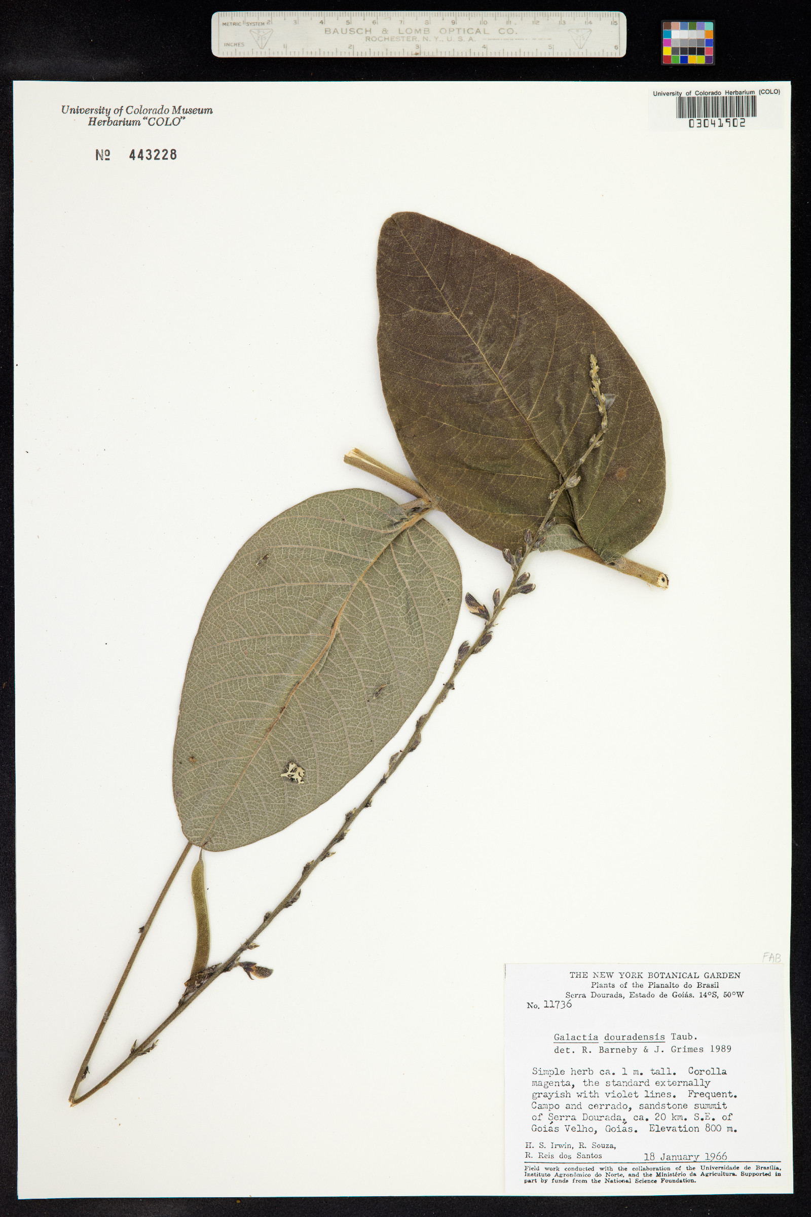 Cerradicola rotundifolia image