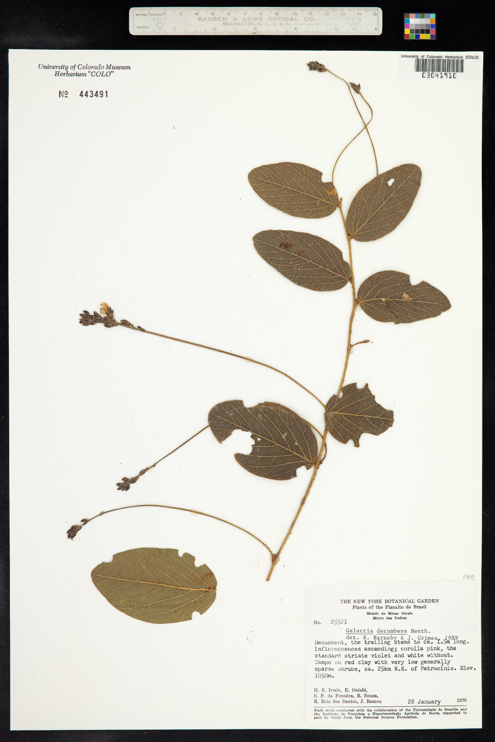 Cerradicola image