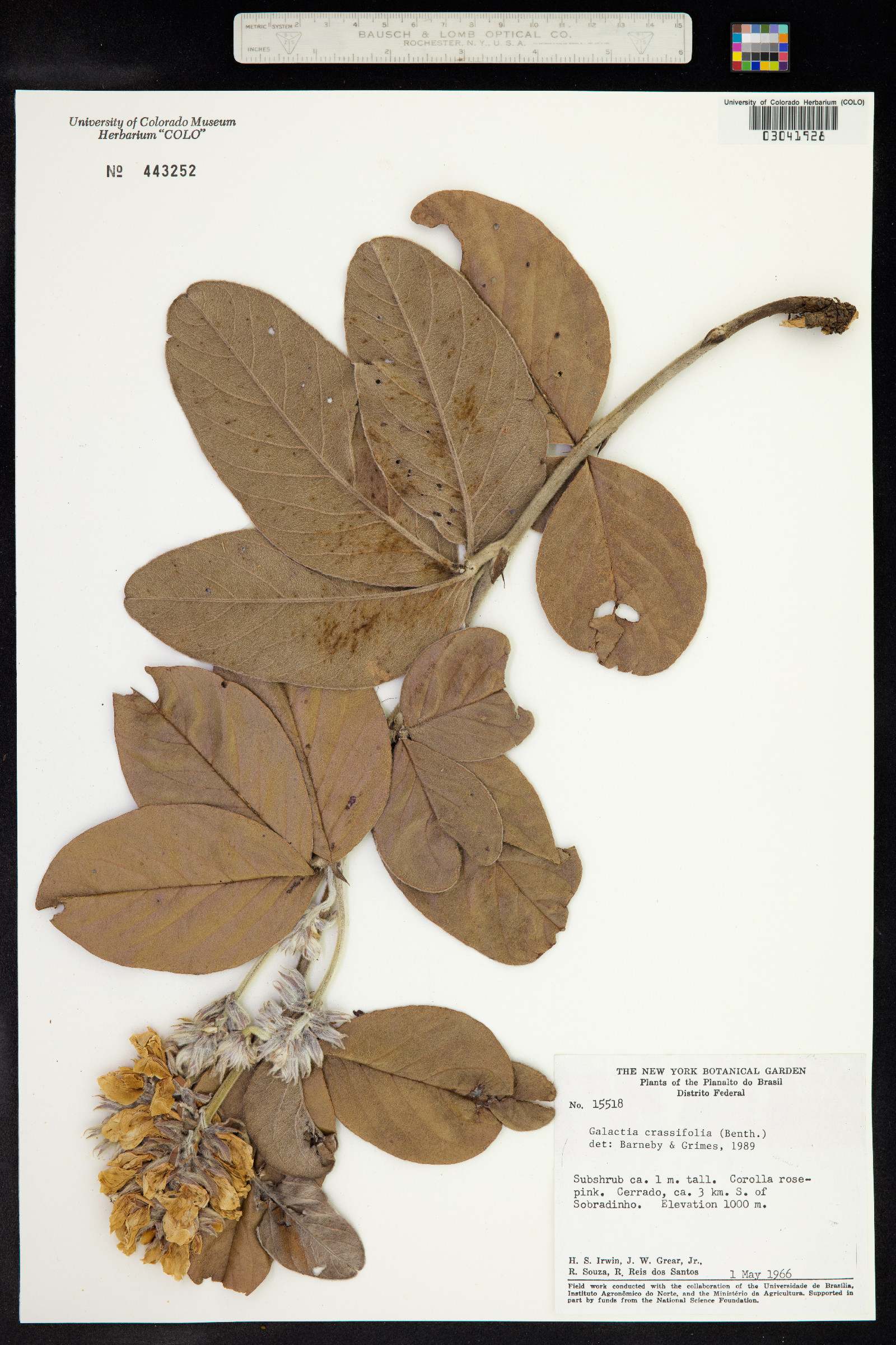 Betencourtia crassifolia image