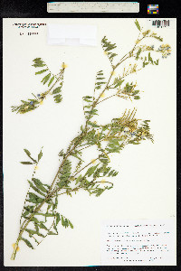 Galega officinalis image