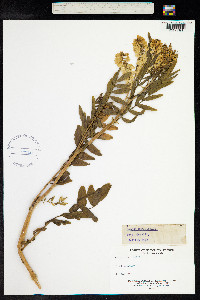 Galega officinalis image